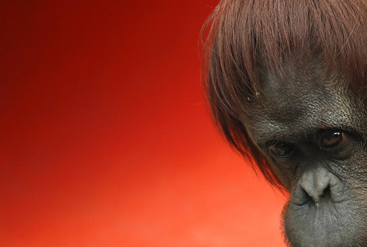 Orangutana de ex zoo argentino viaja a EEUU