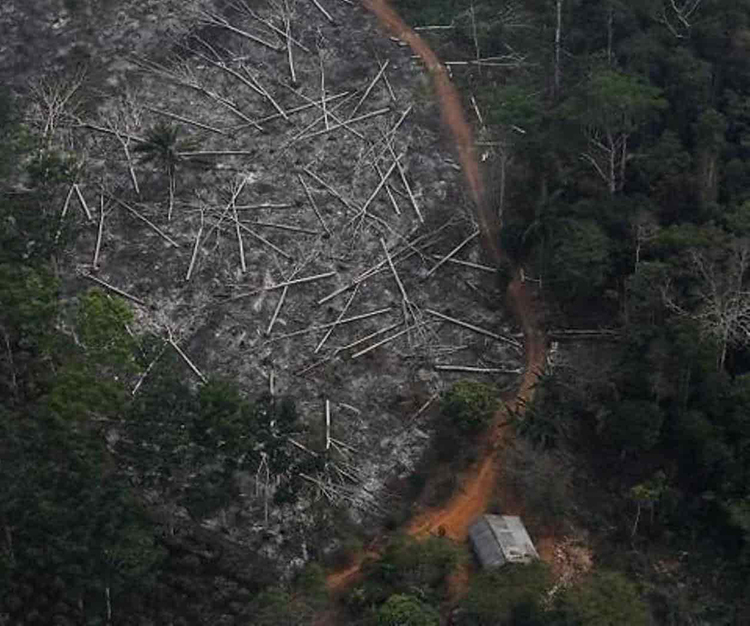 Deforestación de la Amazonía en su peor nivel desde 2008