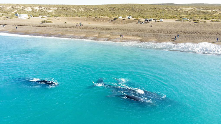 En pandemia, ballenas danzan frente a costa argentina