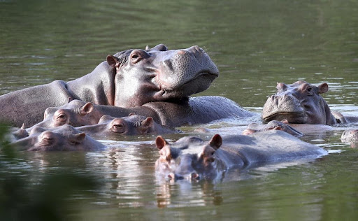 Dan estatus de “persona” a hipopótamos de Escobar