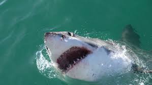 Bahamas: Muere turista estadounidense por ataque de tiburón