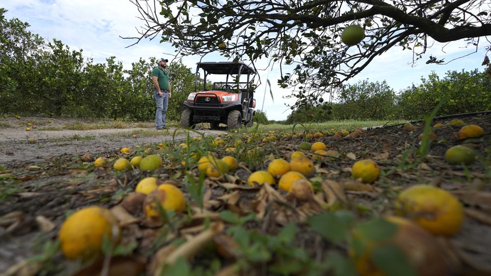 Huracán Ian causó daños graves a la agricultura de Florida